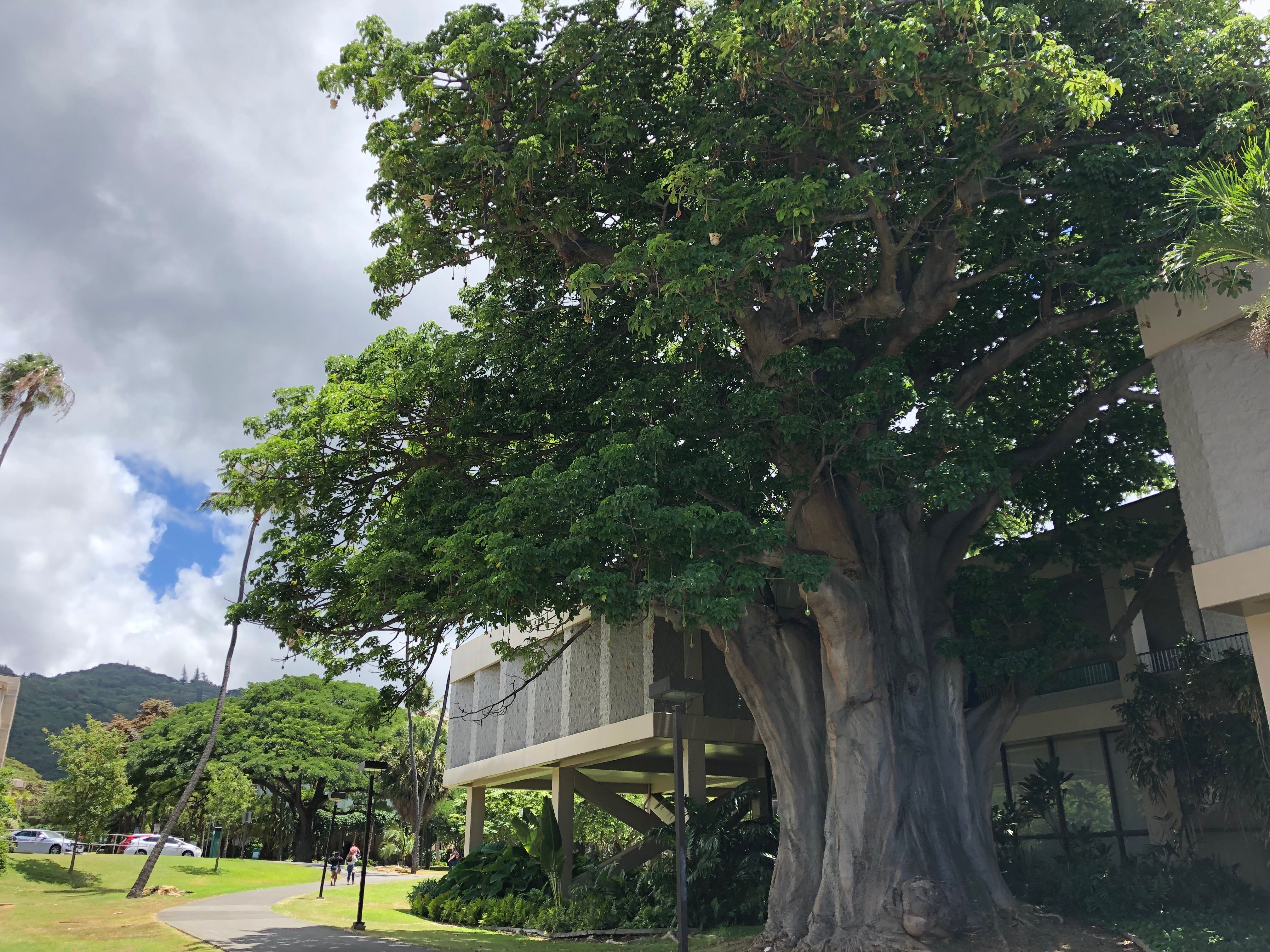 the baobab tree on the manoa campus