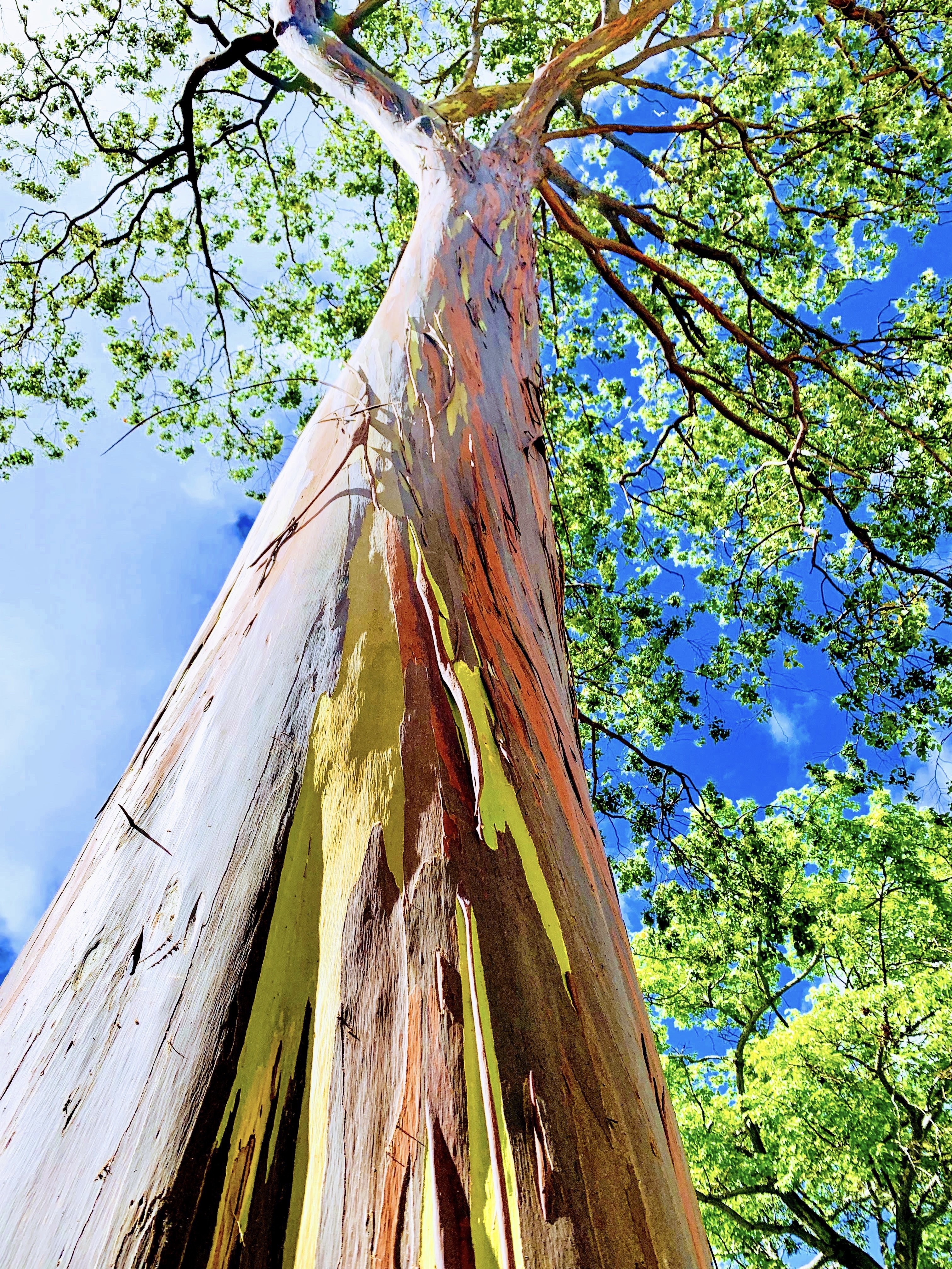 Eucalyptus tree on the Manoa campus