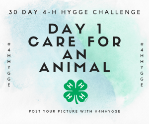 Hygge Day 1 Care for An Animal