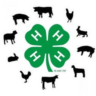 4-H Livestock Icon