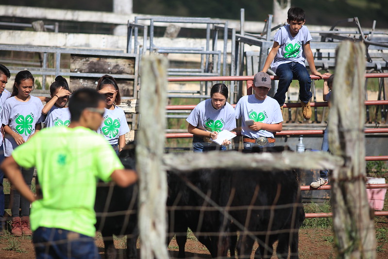 Maui Livestock Club Training