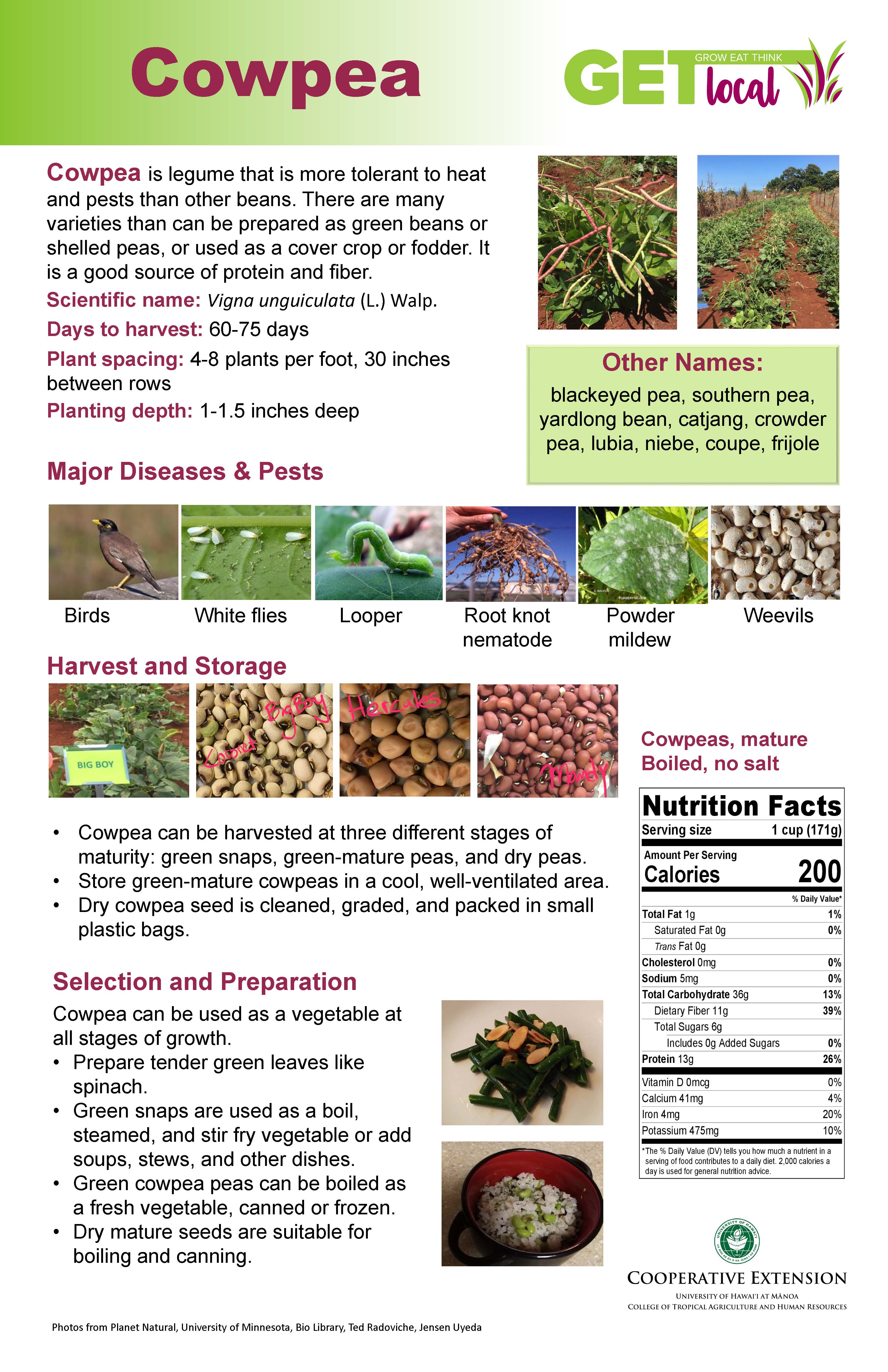 Cow Pea Poster