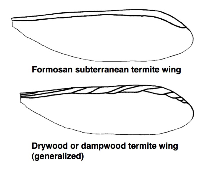 Generalized wings