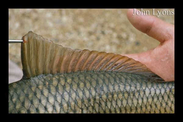 <p><strong>Fig. 4.27. (A)</strong> The elongated dorsal fin of a common carp, with 1 spine and 15-22 soft rays.</p>