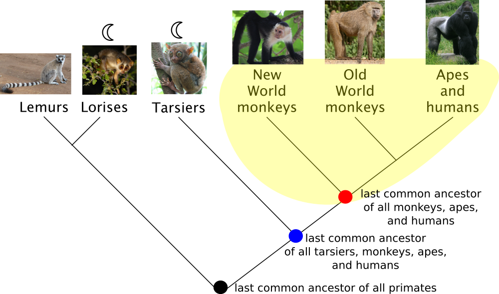 <p><strong>Fig. 1.17.</strong> Phylogenetic trees show evolutionary relationships between species or other groups of organisms. A sample monophyletic group of monkeys, apes, humans, and their last common ancestor (red dot) is highlighted in yellow. A second potential monophyletic group could include those in yellow as well as the tarsiers and the last common ancestor of this larger group (blue dot).</p>