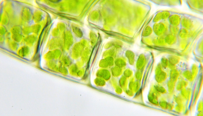 <p><strong>Fig. 1.4.</strong>&nbsp;(<strong>A</strong>) This compound microscope image of moss shows multiple plant cells.</p>