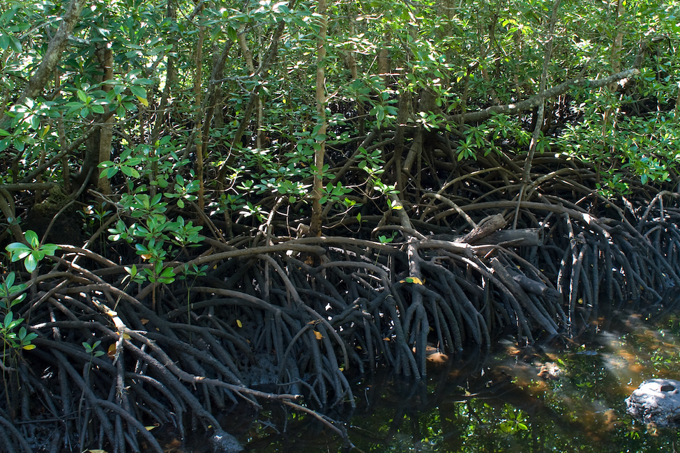 <p><strong>Fig. 2.17.</strong> (<strong>A</strong>) Mangrove roots absorb water and nutrients and store starch reserves.</p>