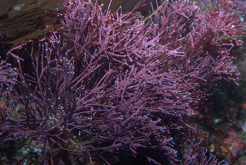 <p><strong>Fig. 2.22.</strong> (<strong>B</strong>) Stipes on this red algae support small blades</p>