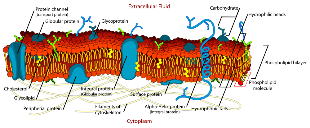<p><strong>Fig. 2.7. </strong>Cell membranes are made of a phospholipid bilayer with embedded proteins.&nbsp;This diagram shows the phospholipid hydrophobic tails pointed toward each other and the hydrophilic heads pointed outward.</p>