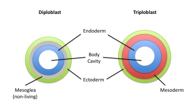 <p><strong>Fig. 3.16.</strong> Cross-sectional diagram of endoderm, ectoderm, and mesoderm tissue germ layers in diploblasts and triploblasts</p>