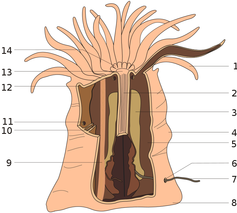 <p><strong>Fig. 3.28.</strong> Anatomy of a sea anemone showing some internal structures. 1. Tentacle, 2. Pharnyx, 5. Septum, 8. Pedal disk, 9. Retractor muscle, 12. Collar, 13. Mouth, 14. Oral disk</p>