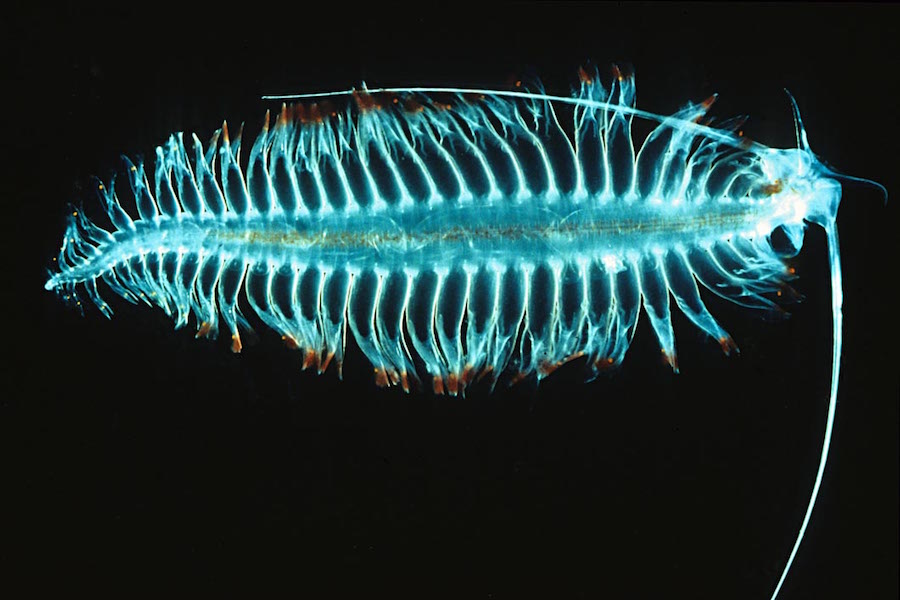 <p><strong>Fig. 3.35.</strong>&nbsp;(<strong>B</strong>) A swimming polychaete worm (<em>Tomopteris</em> sp.; an invertebrate animal in the phylum Annelida)</p>