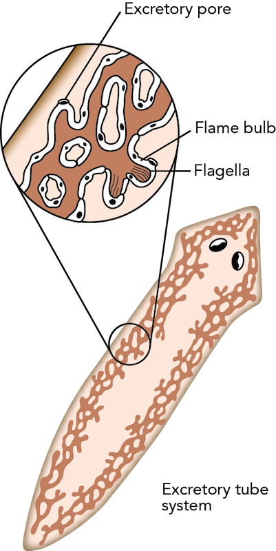 <p><strong>Fig. 3.39.</strong> Excretory system of a planarian flatworm showing excretory pore, flame bulb, and flagella</p>