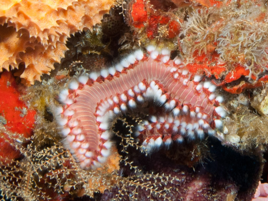 <p><strong>Fig. 3.44.</strong> (<strong>A</strong>) A bearded fireworm <em>Hermodice carunculata</em></p>