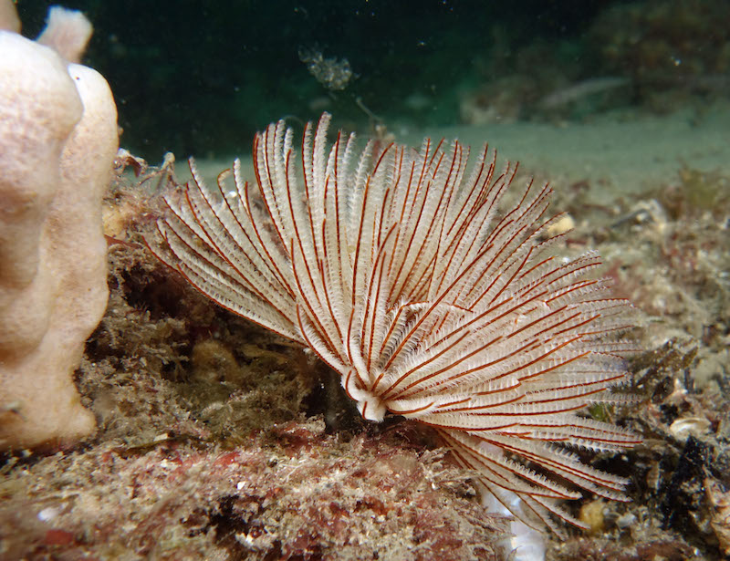 <p><strong>Fig. 3.45.</strong>&nbsp;(<strong>B</strong>) Feather duster worm (<em>Sabellastarte australiensis</em>) in a coral colony</p>