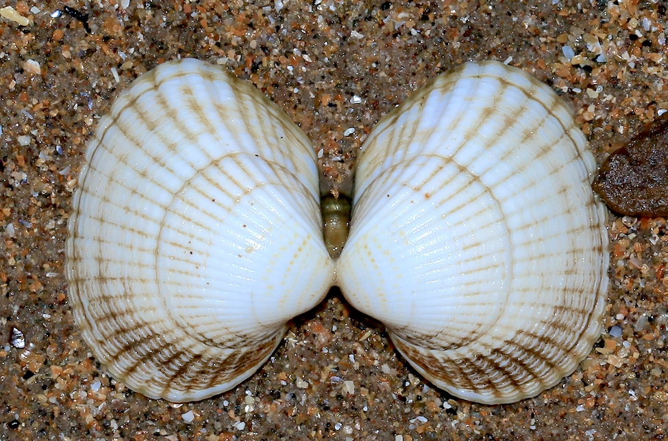 <p><strong>Fig. 3.51.</strong>&nbsp;(<strong>C</strong>) Cockle shells (class Bivalvia)</p>
