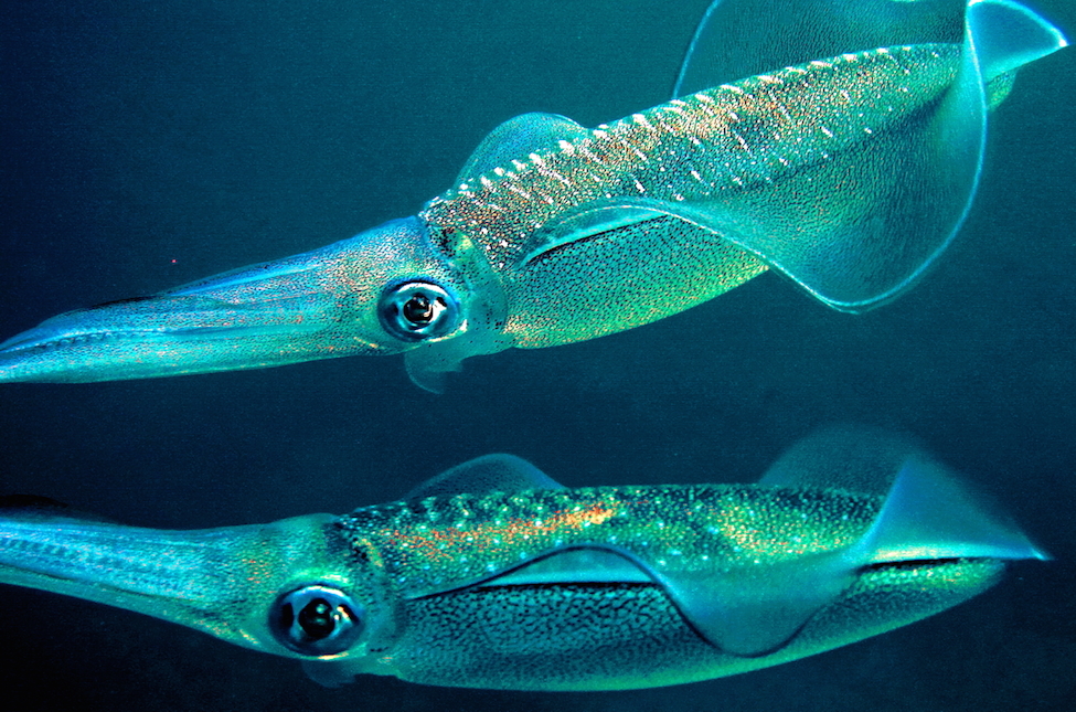 <p><strong>Fig. 3.51.</strong>&nbsp;(<strong>D</strong>) Bigfin reef squid (<em>Sepioteuthis lessoniana</em>; class Cephalopoda)</p>