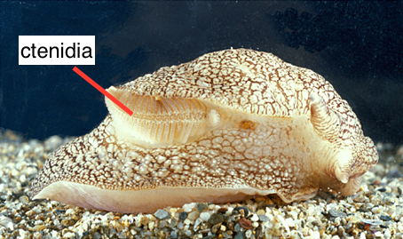 <p><span style="font-size: 13.008px;"><strong>Fig. 3.57.</strong> Molluscs breathe using gills called ctenidia as shown in the sea slug, <em>Pleurobranchaea meckelii</em>.</span></p>