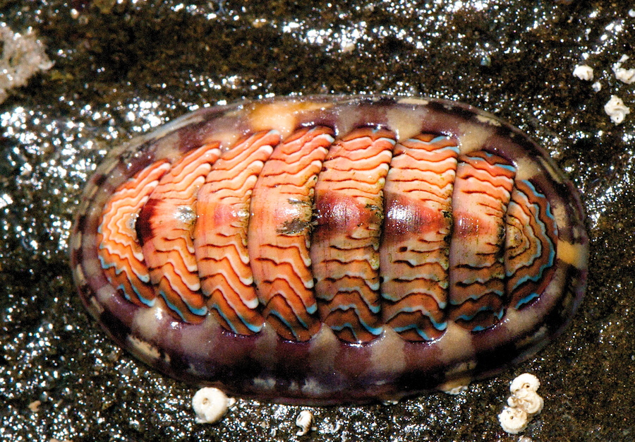 <p><strong>Fig. 3.58.</strong> (<strong>A</strong>) Lined chiton (<em>Tonicella lineata</em>)</p>