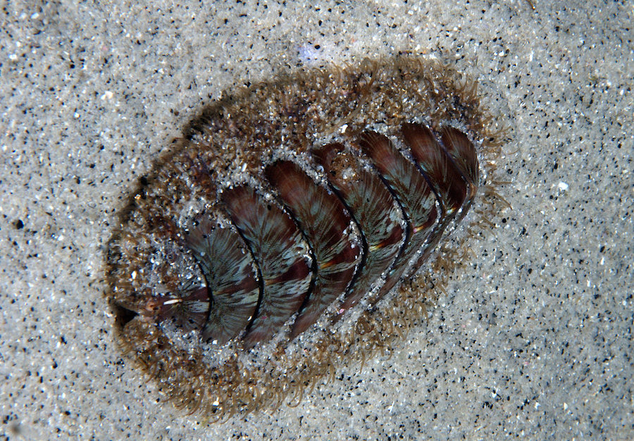<p><strong>Fig. 3.58.</strong>&nbsp;(<strong>C</strong>) Wood chiton (<em>Mopalia lignosa</em>)</p>