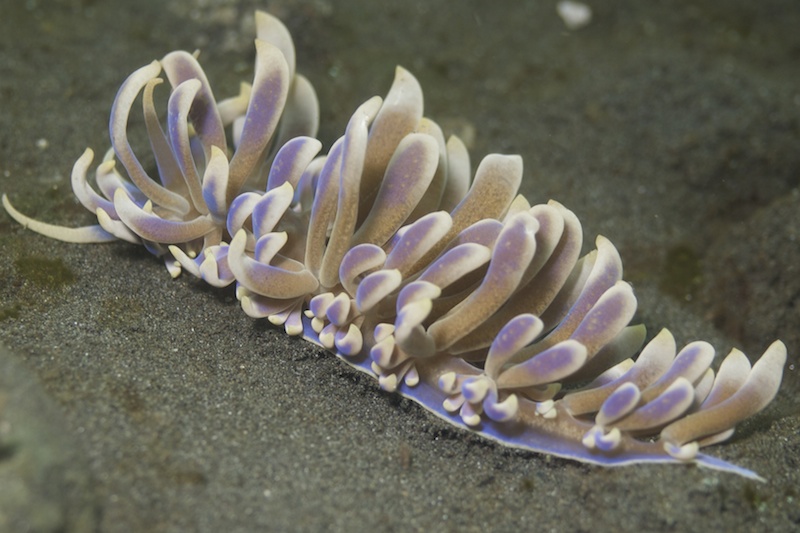 <p><strong>Fig. 3.59.</strong> (<strong>C</strong>) An aeolid nudibranch</p>