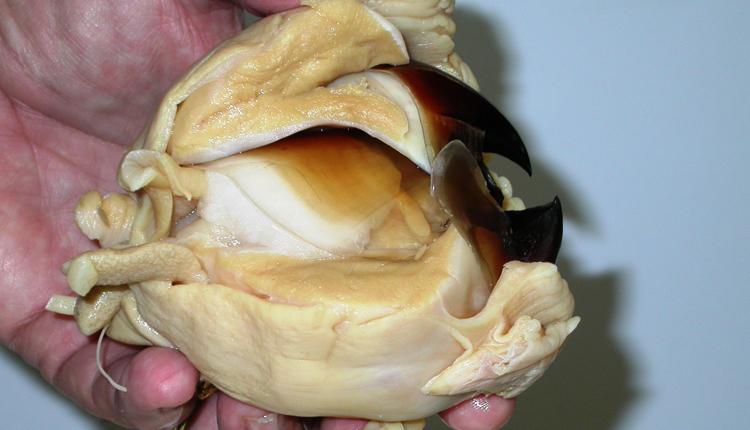 <p><strong>Fig. 3.66.</strong>&nbsp;(<strong>B</strong>) Dissected beak shown with muscle attachments</p>