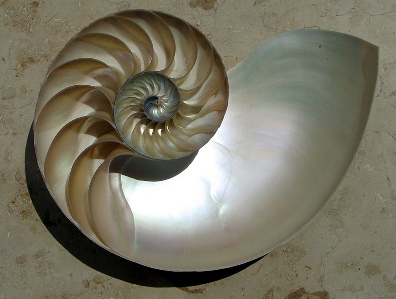 <p><span style="font-size: 13.008px;"><strong>Fig. 3.67.</strong> The nautilus (<em>Nautilus</em> spp.) has geometric chambers it uses for buoyancy, as shown in this shell that has been cut in half.</span></p>