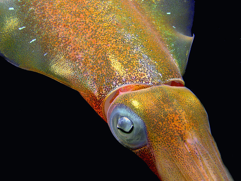 <p><strong>Fig. 3.71.</strong>&nbsp;(<strong>B</strong>) Chromophores visible on Caribbean reef squid (<em>Sepioteuthis sepioidea</em>)</p>
