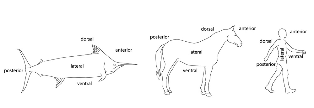 <p><span style="font-size: 13.008px;"><strong>Fig. 4.18.</strong> Common orientation terms applied to three different animals: a billfish, a horse, and a person.</span></p>