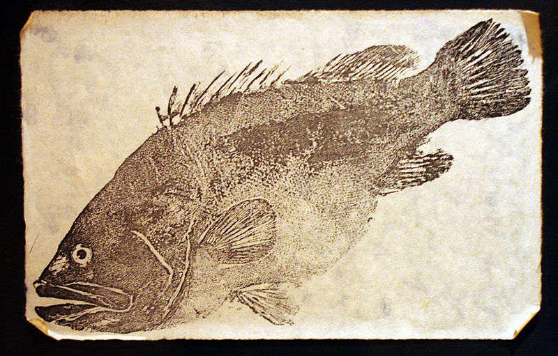 <p><strong>Fig. 4.19.</strong> A <em>gyotaku </em>print of a longtooth grouper</p>