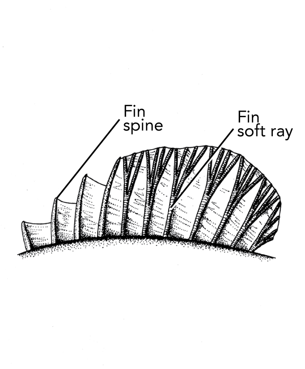 <p><strong>(B)</strong> A dorsal fin drawing of a soldierfish’s second dorsal fin, showing fin spines (unbranched) and rays (branched and softer than spines).</p>