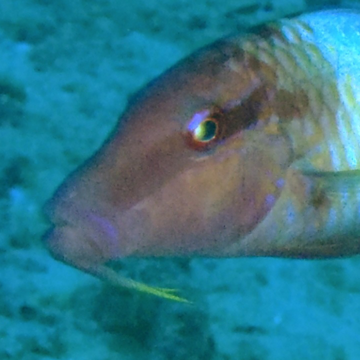 <p><strong>Fig. 4.30. (A)&nbsp;</strong>Goatfish with chemosensory barbels that can taste and smell</p>