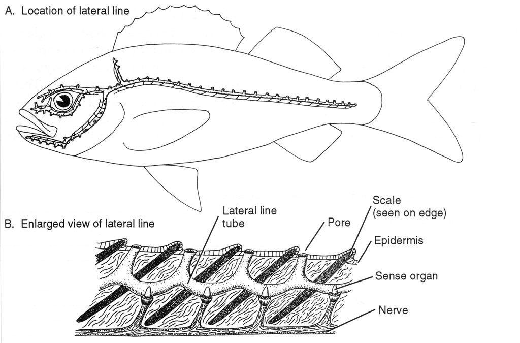 <p><strong>(B)</strong> Location of the lateral line on a fish and englarged view of a lateral line, showing the lateral line tube reaching through pores in the fish scales</p>
