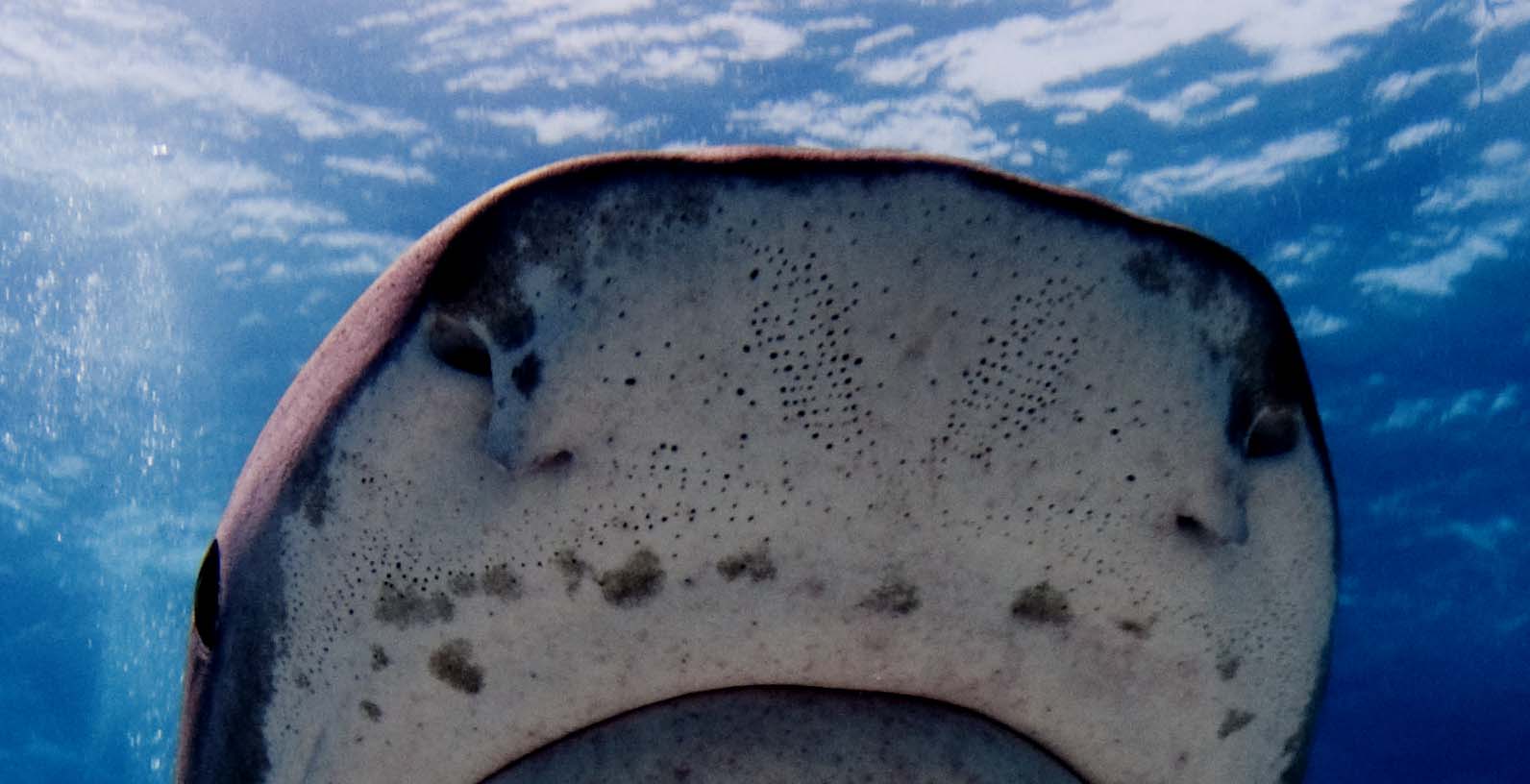 <p><strong>(B)</strong> Ampullae of Lorenzini pores on the snout of a tiger shark</p>