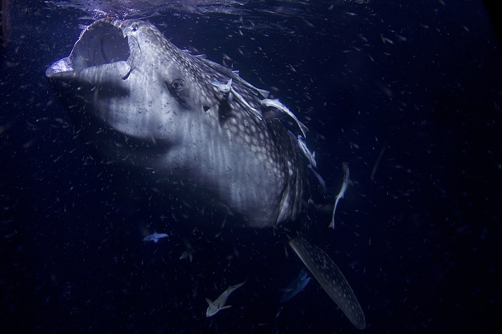 <p><strong>Fig. 4.39.</strong> Some fishes feed by filtering out through their buccal pump such as this whale shark, which feeds on plankton</p>