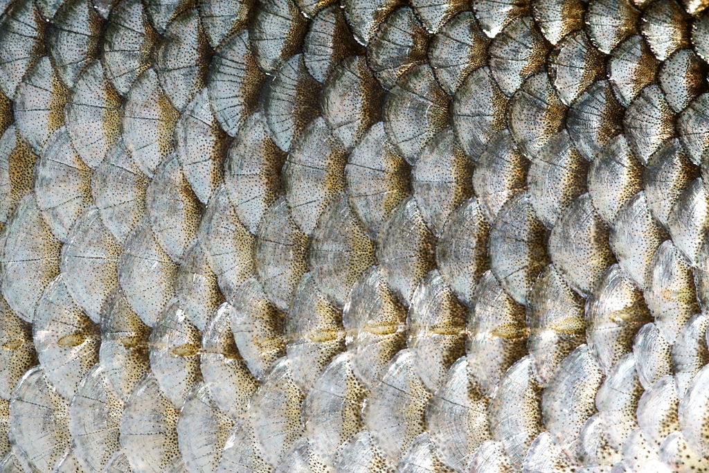 <p><strong>Fig. 4.41.</strong> The overlapping scales of a roach fish (Rutilus rutilus)</p>
