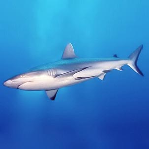 <p><strong>(B) </strong>Countershading in a grey reef shark</p>