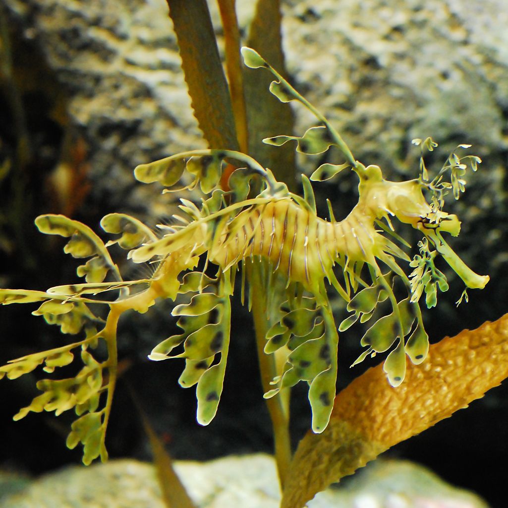 <p><strong>Fig. 4.45. (A)</strong> A leafy seadragon hiding in kelp</p>
