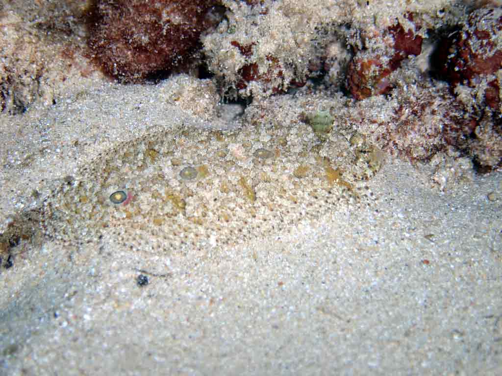 <p><strong>(C)</strong> A three-spot flounder hiding in sand</p>