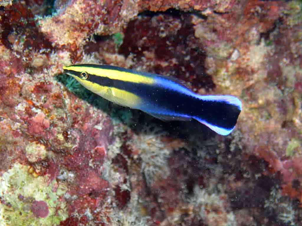 <p><strong>(B)</strong> blue and yellow Hawaiian cleaner wrasse</p>