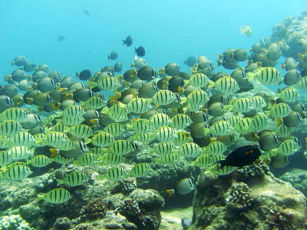 <p><strong>(C)</strong> school of convict tang and whitebar surgeonfish</p>