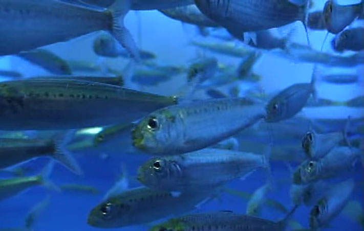 <p><strong>(A) </strong>Sardines swim by contracting their tail muscles</p>