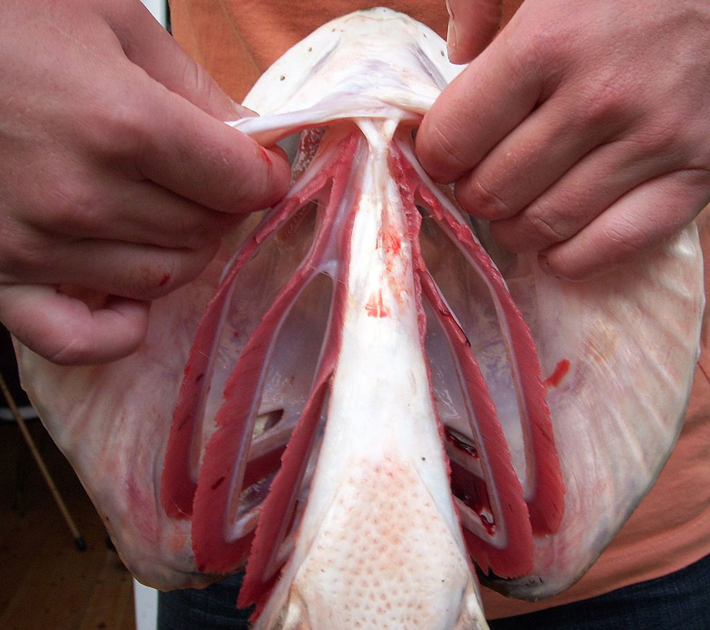 <p><strong>Fig. 4.54. (A)</strong> Exposed fish gills as viewed from the ventral, or belly side, of the head</p>