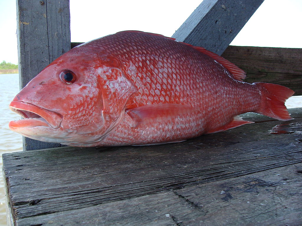 <p><strong>Fig. 4.73.</strong> Red Snapper (Lutjanus campechanus) caught in the Gulf of Mexico, about 20 miles south of Port Fourchon, LA</p>