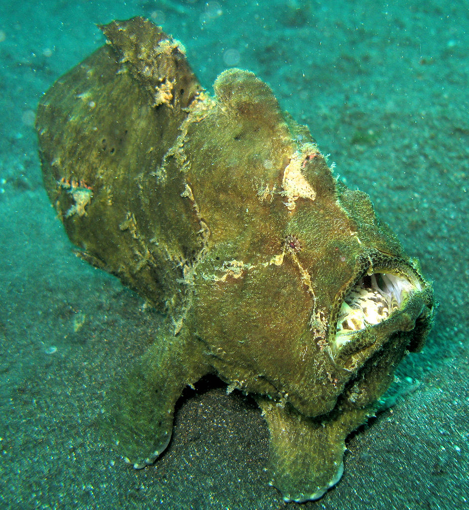 <p><strong>Fig. 4.74. (A)</strong> A giant frogfish hidding on the bottom (Antennarius commersonii).</p>