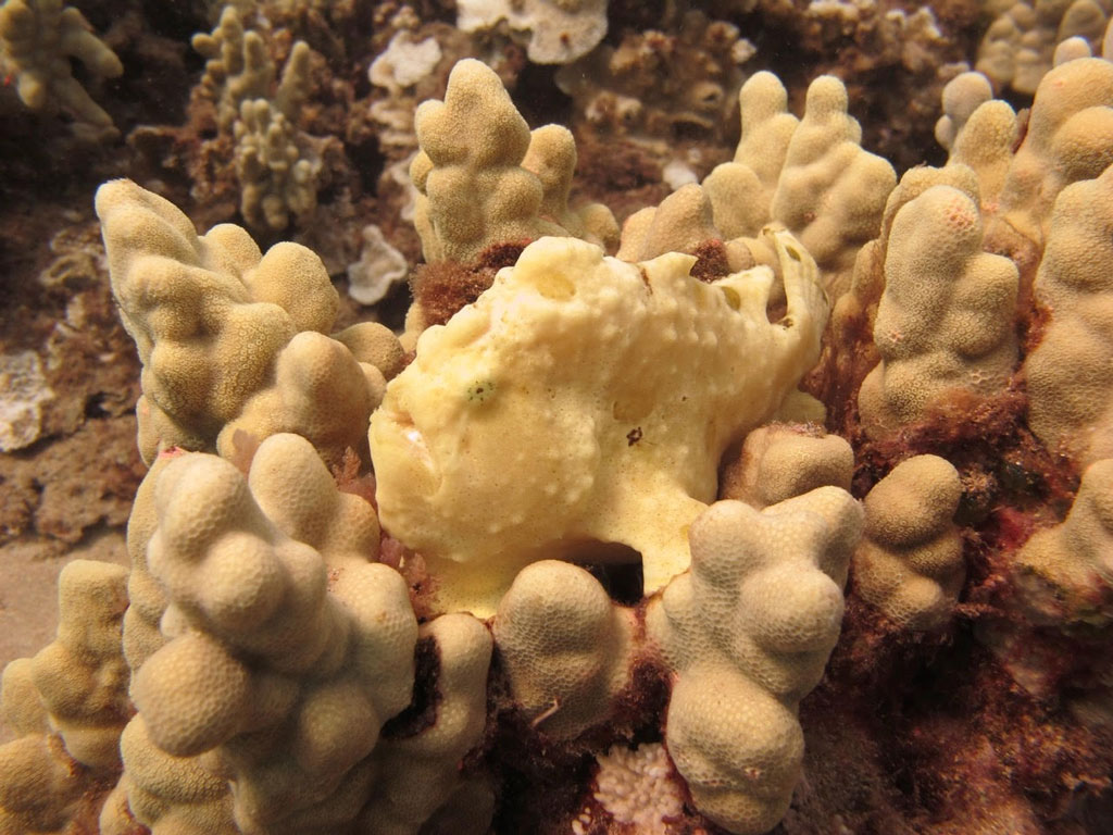 <p><strong>(B) </strong>A frogfish hiding in a coral (Antennarius sp.).</p>