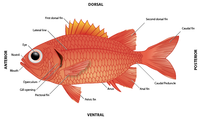 <p><strong>Fig. 4.9.</strong>&nbsp;(<strong>B</strong>) Anatomy of a soldierfish, <em>Myripristis </em><em>berndti</em></p>