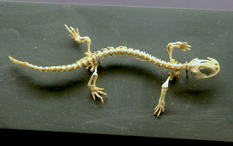 <p><strong>Fig. 5.12.</strong>&nbsp;(<strong>B</strong>) Skeleton of a salamander</p>