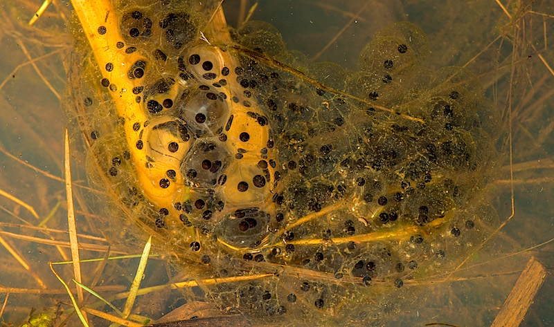 <p><strong>Fig. 5.17.</strong>&nbsp;(<strong>B</strong>) Many amphibian species such as the northern red-legged frog (<em>Rana aurora</em>) attach egg masses to submerged freshwater plants in marshes, streams and temporary vernal pools.</p>