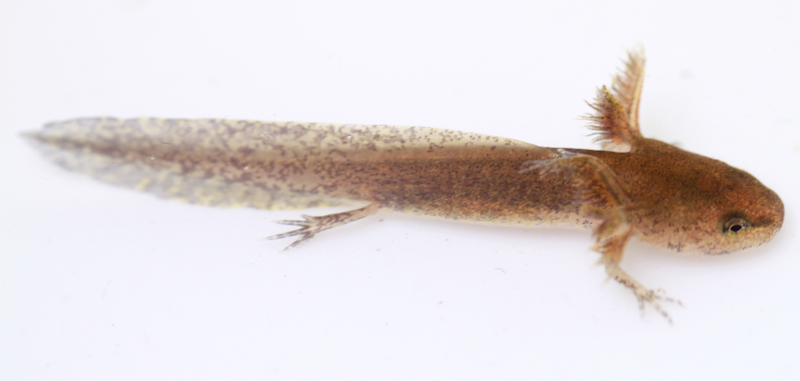 <p><strong>Fig. 5.18.</strong> (<strong>A</strong>) Spotted salamander (<em>Ambystoma maculatum</em>) larva</p>